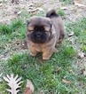 Small Photo #5 Chow Chow Puppy For Sale in DECATUR, IL, USA