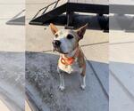 Small Photo #2 American Staffordshire Terrier-Unknown Mix Puppy For Sale in Elk Grove, CA, USA