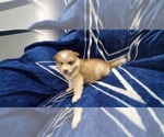 Small Photo #18 Alaskan Malamute Puppy For Sale in ERIAL, NJ, USA