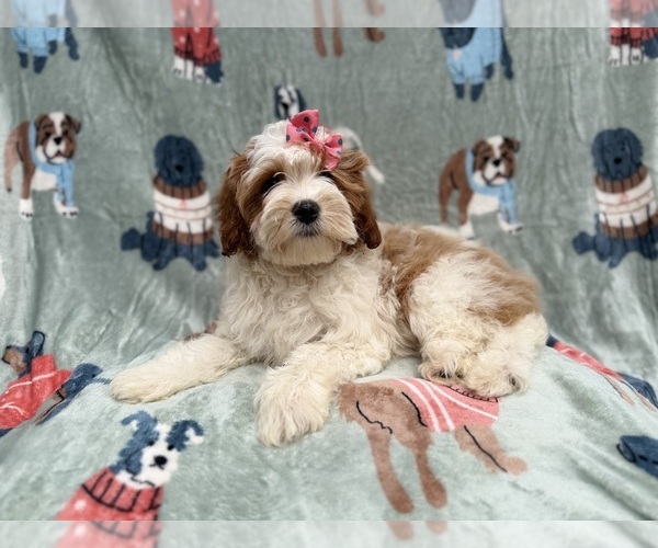 Medium Photo #8 Cavapoo (Miniature) Puppy For Sale in LAKELAND, FL, USA