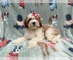 Small #7 Cavapoo (Miniature)
