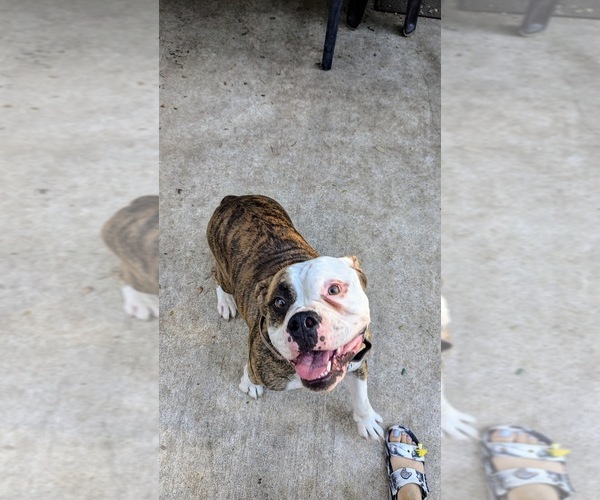 Medium Photo #1 Olde English Bulldogge Puppy For Sale in AUSTIN, TX, USA