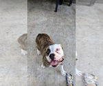 Small Photo #1 Olde English Bulldogge Puppy For Sale in AUSTIN, TX, USA