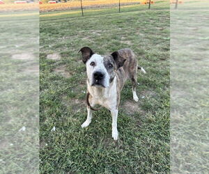 Grace - Female Mutt Dog for Adoption - Photo #2