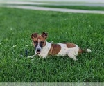 Small Photo #2 Jack Russell Terrier Puppy For Sale in QUARRYVILLE, PA, USA