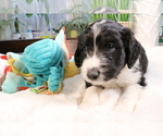 Small Photo #13 Aussiedoodle Miniature  Puppy For Sale in STAFFORD, VA, USA