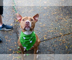 Harrison Ford - Male Mutt Dog for Adoption - Photo #14