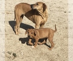 Small Photo #136 Rhodesian Ridgeback Puppy For Sale in MORONGO VALLEY, CA, USA