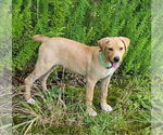 Small Chihuahua-Labrador Retriever Mix