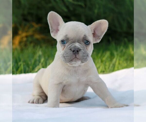 Medium Photo #1 French Bulldog Puppy For Sale in NEWMANSTOWN, PA, USA