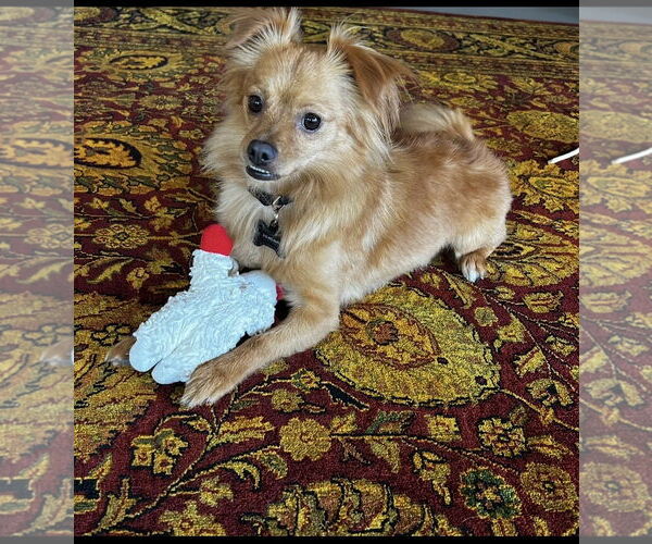 Medium Photo #2 Chihuahua Puppy For Sale in Menifee, CA, USA