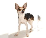 Small #1 Chihuahua Mix