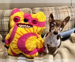 Sugar Plum - Pending Adoption - Female Foxy Rat Terrier Dog for Adoption - Photo #3