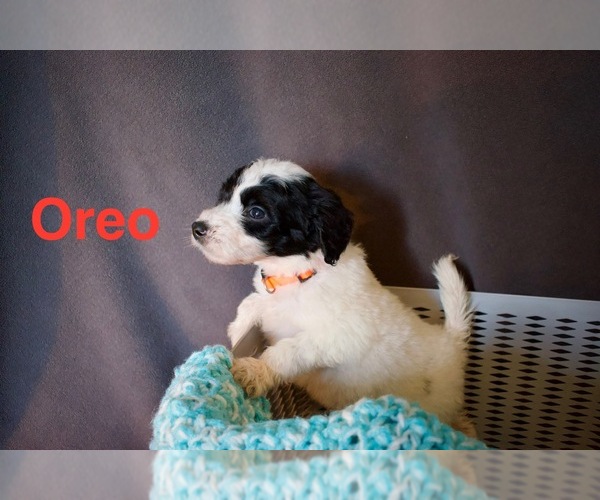 Medium Photo #3 Bordoodle Puppy For Sale in PORTLAND, TN, USA