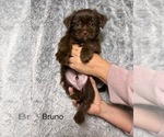 Small #8 Shorkie Tzu