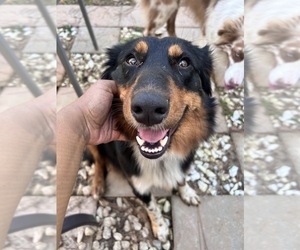 Mother of the Australian Shepherd puppies born on 01/03/2026