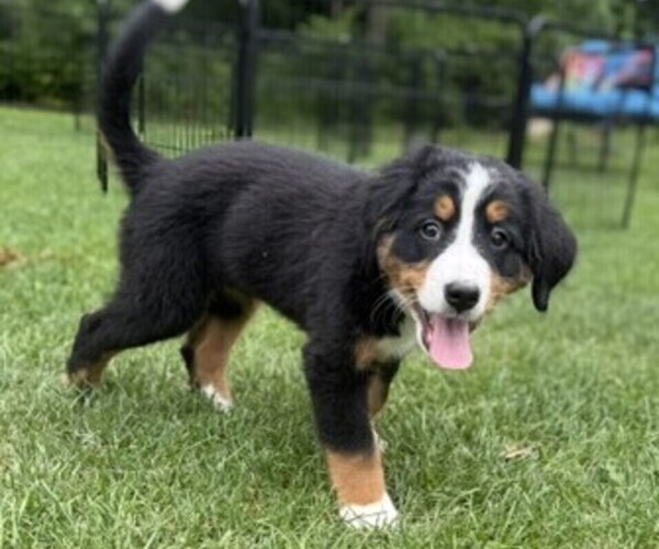 Medium Photo #30 Bernese Mountain Dog Puppy For Sale in SPRINGFIELD, OH, USA
