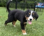 Small Photo #30 Bernese Mountain Dog Puppy For Sale in SPRINGFIELD, OH, USA