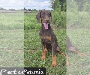 Doberman Pinscher Puppy for sale in POMEROY, OH, USA