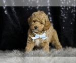 Small #8 Goldendoodle (Miniature)