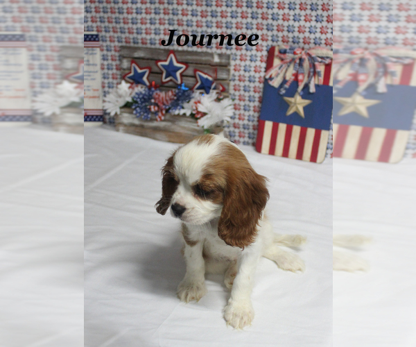 Medium Photo #2 Cavalier King Charles Spaniel Puppy For Sale in CHANUTE, KS, USA