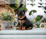 Puppy Holly Shorkie Tzu