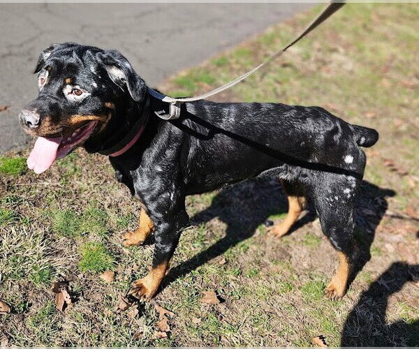 Medium Photo #4 Rottweiler Puppy For Sale in Hillsboro, NH, USA