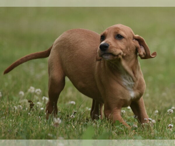 Medium Photo #3 Labrador Retriever-Unknown Mix Puppy For Sale in Mechanicsburg, PA, USA
