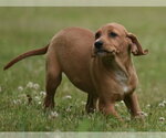 Small #2 Labrador Retriever Mix