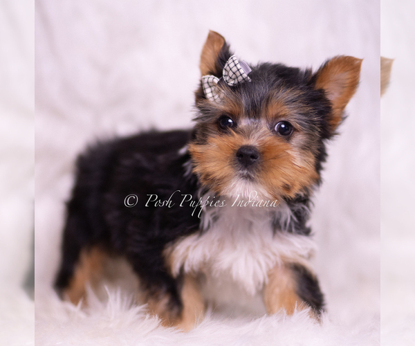 Medium Photo #49 Yorkshire Terrier Puppy For Sale in WARSAW, IN, USA