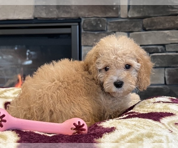 Medium Photo #7 Goldendoodle Puppy For Sale in NOBLESVILLE, IN, USA