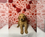 Small Photo #1 Golden Retriever Puppy For Sale in ALEXANDRIA, LA, USA