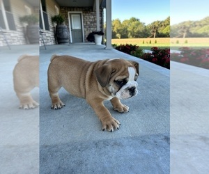 English Bulldog Puppy for Sale in BOWLING GREEN, Kentucky USA