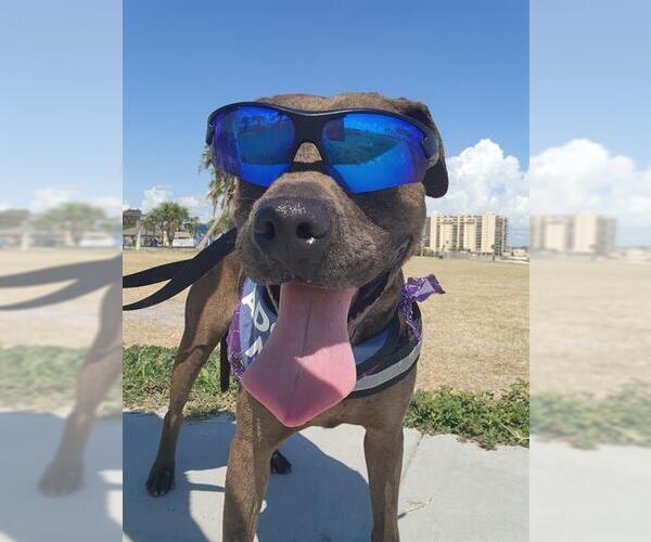 Medium Photo #3 American Pit Bull Terrier-Unknown Mix Puppy For Sale in Corpus Christi, TX, USA