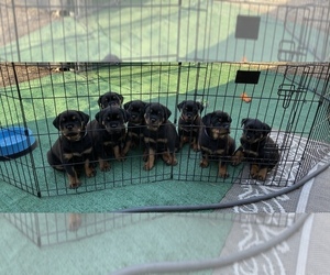 Rottweiler Puppy for sale in SHINGLE SPGS, CA, USA