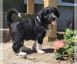 Small #9 Aussiedoodle
