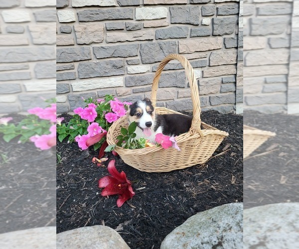Medium Photo #1 Pembroke Welsh Corgi Puppy For Sale in PORT BYRON, NY, USA