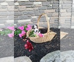 Puppy Jolly Rancher Pembroke Welsh Corgi