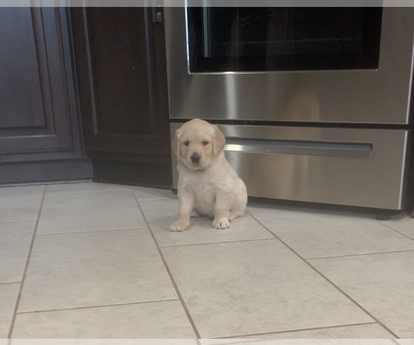 Medium Photo #16 Golden Retriever Puppy For Sale in MELISSA, TX, USA