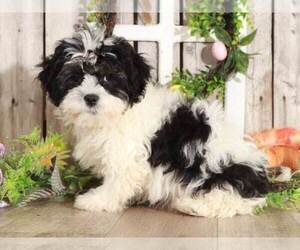 Zuchon Puppy for sale in MOUNT VERNON, OH, USA