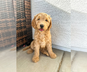 Medium Goldendoodle