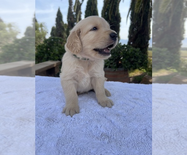 Medium Photo #2 Golden Retriever Puppy For Sale in GREENFIELD, CA, USA