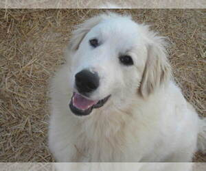 Mother of the Great Pyrenees puppies born on 01/19/2022