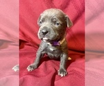 Small Photo #2 Cane Corso Puppy For Sale in LAKE EUFAULA, OK, USA