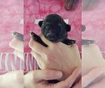 Small #6 French Bullhuahua