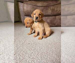 Labrador Retriever Puppy for sale in WEIPPE, ID, USA