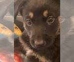 Small Photo #2 German Shepherd Dog Puppy For Sale in W WARWICK, RI, USA