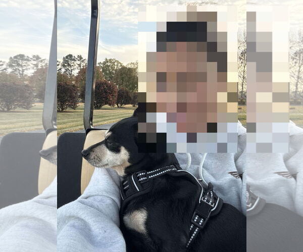 Medium Photo #2 Chihuahua-Unknown Mix Puppy For Sale in Middlesex, NC, USA