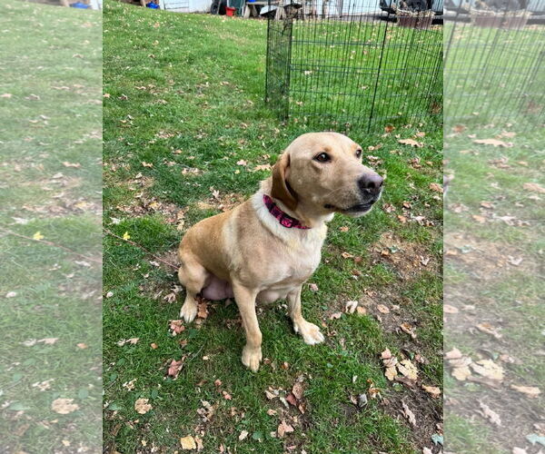 Medium Photo #2 Labrador Retriever-Unknown Mix Puppy For Sale in Duluth, MN, USA