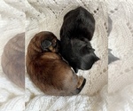 Small Photo #14 ShihPoo Puppy For Sale in CLARE, MI, USA